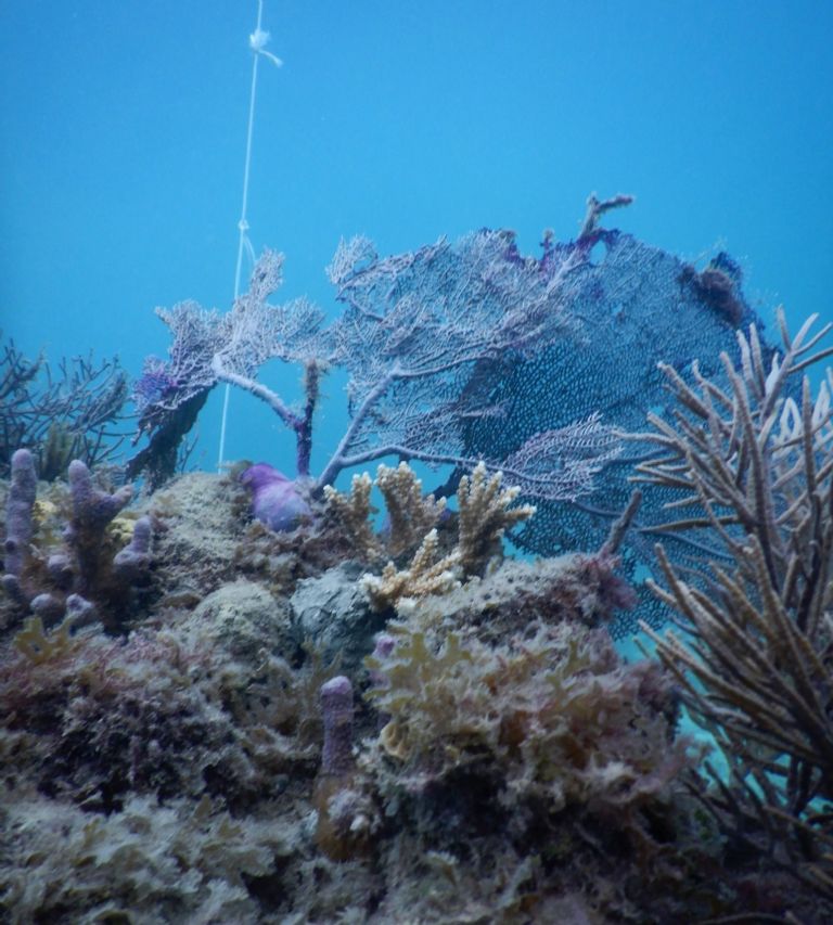 Isla Contoy en una lucha de cuatro años por la falta de arrecifes de coral