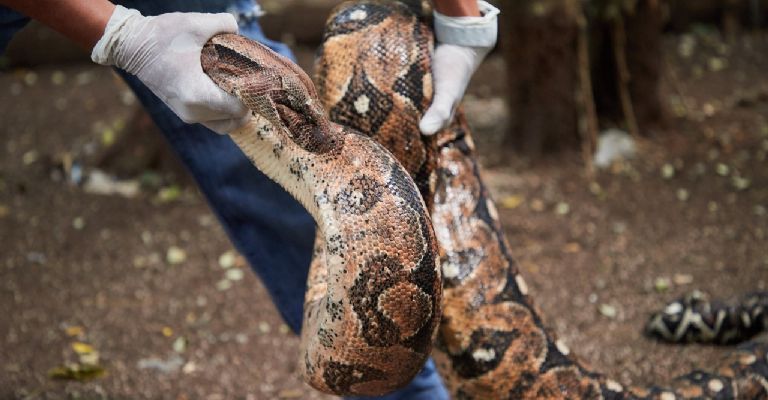 Las boas son especies protegidas en México Las boas son especies protegidas en México