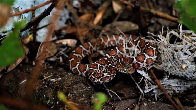 La diversidad de serpientes en Campeche es un tema de investigación y cuidados.