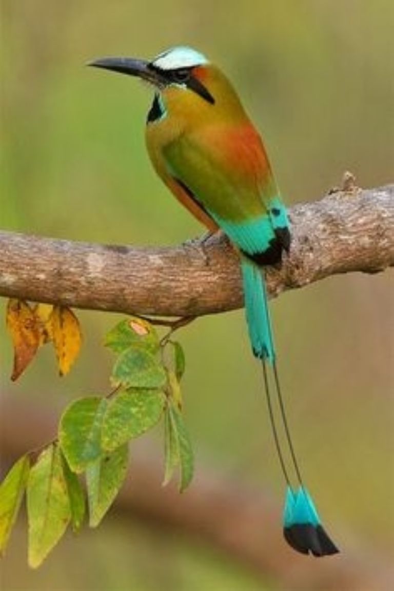 El pájaro toh es una de las especies más preciadas de la cultura maya El pájaro toh es una de las especies más preciadas de la cultura maya