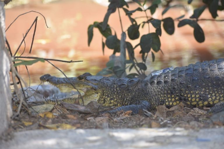 En los últimos días se ha reportado un mayor avistamiento de cocodrilos En los últimos días se ha reportado un mayor avistamiento de cocodrilos