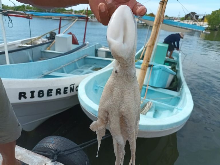 Juan Cetina, navegante, comentó que la captura en esta parte del estado se realiza de manera artesanal. Juan Cetina, navegante, comentó que la captura en esta parte del estado se realiza de manera artesanal.