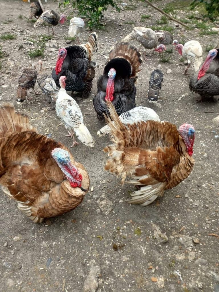  Ladronzuelos saquean casas en Sabancuy y se roban hasta los pavos de los patios   