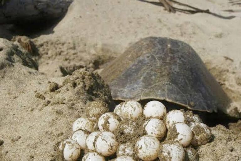 Playa Bonita recibe el primer nido de tortuga marina de la temporada en Campeche
