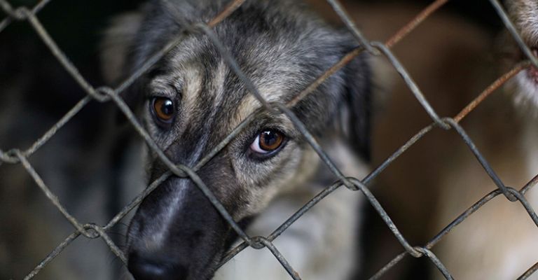 La FGE investiga este caso de maltrato animal La FGE investiga este caso de maltrato animal