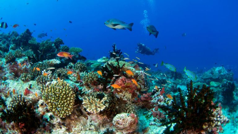 El decreto busca mayor vigilancia en las zonas marítimas de Campeche con apoyo de la Secretaría de Marina. El decreto busca mayor vigilancia en las zonas marítimas de Campeche con apoyo de la Secretaría de Marina.