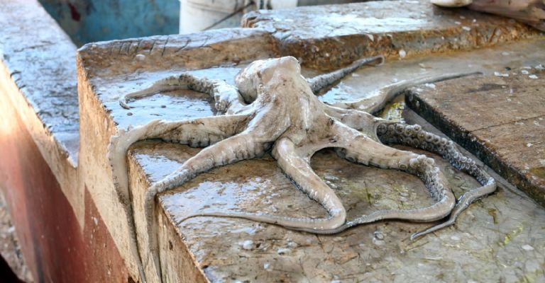 Le llueven críticas a una usuaria de Facebook por ofertar pulpo