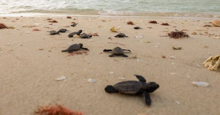Anidación de tortugas blancas comienza entre junio y agosto. Anidación de tortugas blancas comienza entre junio y agosto.