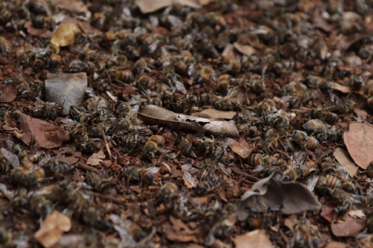 Problemas de deforestación y uso de agroquímicos agravan la situación. Problemas de deforestación y uso de agroquímicos agravan la situación.