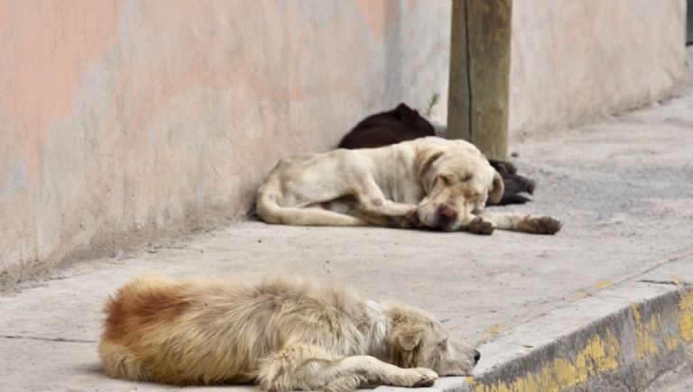 Los denunciados suelen portarse agresivos con las autoridades