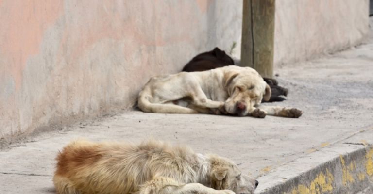 Perros han sido hallados en malas condiciones en Yucatán