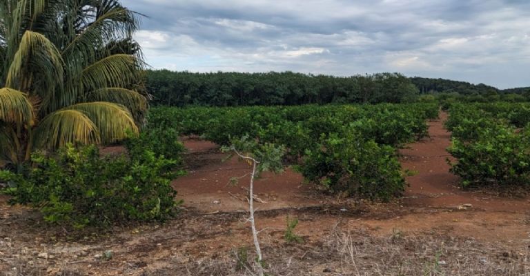 Sus conocimientos en la agricultura han rendido frutos Sus conocimientos en la agricultura han rendido frutos