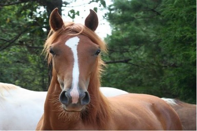  El cuerpo de un caballo presuntamente destripado es hallado sobre la carretera a Petectunich