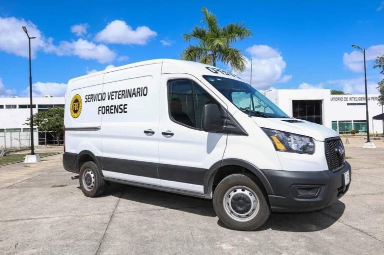 Denuncian envenenamiento masivo de perros y gatos en Pisté, Yucatán
