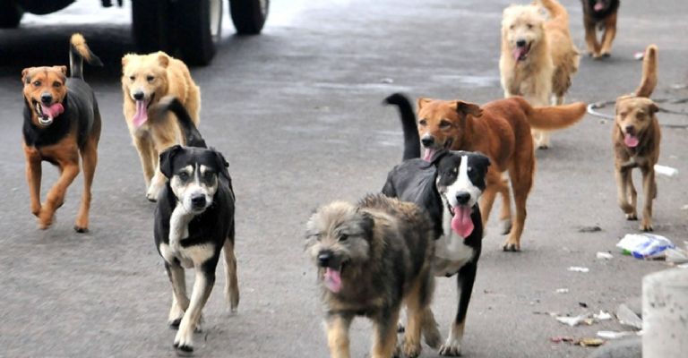 El estrés crónico por la pirotecnia afecta tanto el comportamiento como la salud general de las mascotas El estrés crónico por la pirotecnia afecta tanto el comportamiento como la salud general de las mascotas