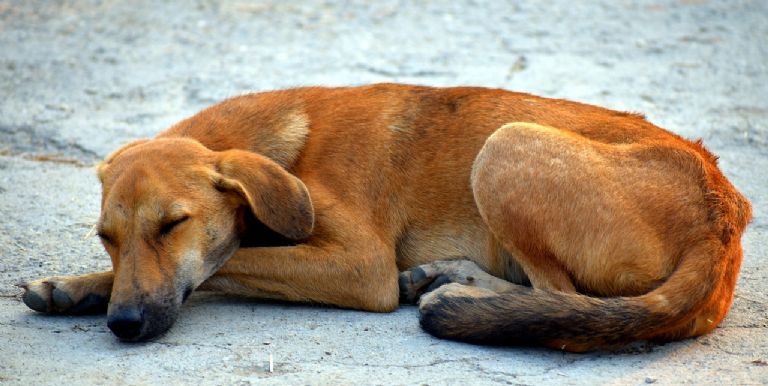 Las sanciones por maltrato animal llegan hasta los 10 años de cárcel Las sanciones por maltrato animal llegan hasta los 10 años de cárcel