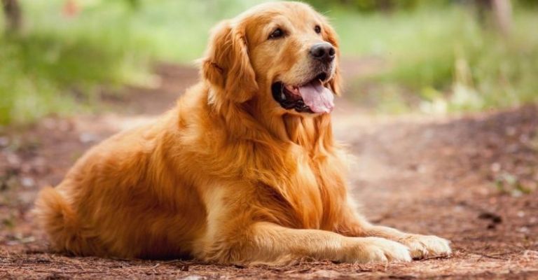 ¿CURP para tu perro es obligatorio? Esto es lo que debes saber para evitar multas