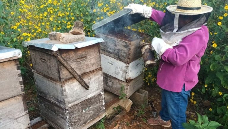 El bajo precio del dulce perjudica a quienes cuidan y alimentan a las abejas en esta parte del Estado El bajo precio del dulce perjudica a quienes cuidan y alimentan a las abejas en esta parte del Estado