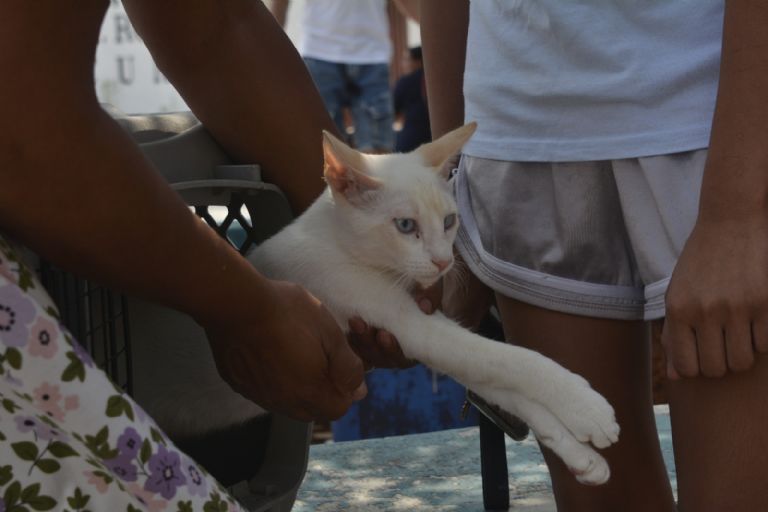 En caso de síntomas sospechosos como agresividad, babeo o desorientación, se recomienda no tocar al animal y avisar a las autoridades En caso de síntomas sospechosos como agresividad, babeo o desorientación, se recomienda no tocar al animal y avisar a las autoridades